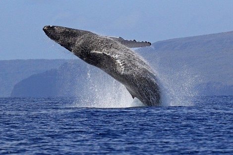 Satisfyer Partner Whale: «Море внутри»